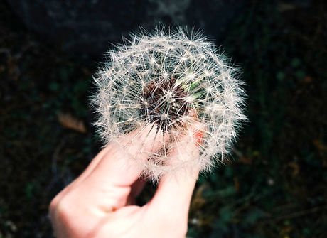 Dandelion