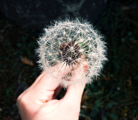 Dandelion