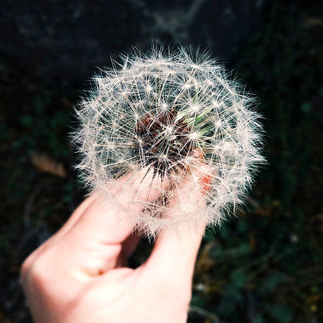 Dandelion