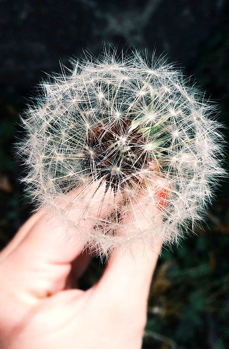 Dandelion