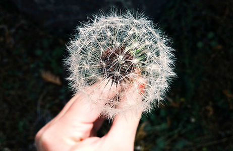 Dandelion