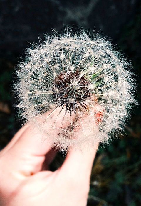 Dandelion