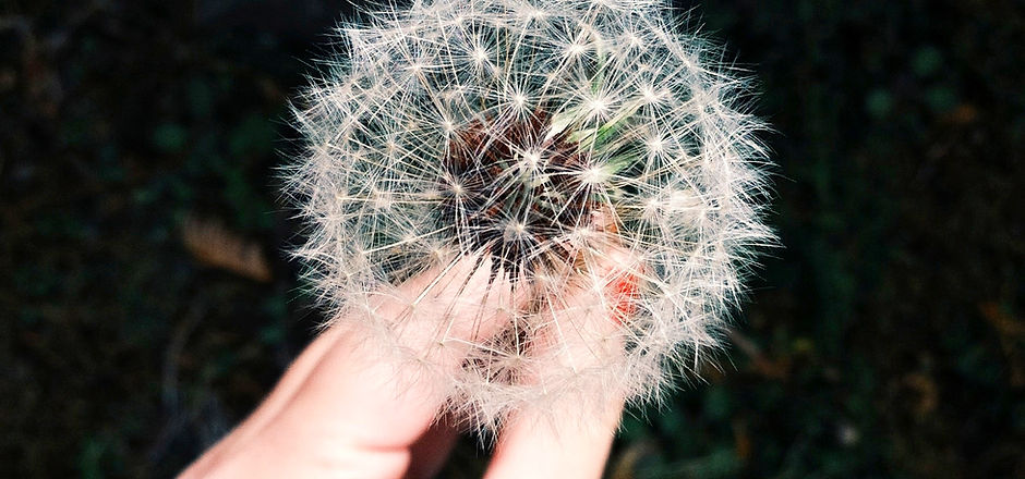 Dandelion