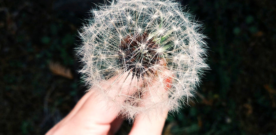 Dandelion