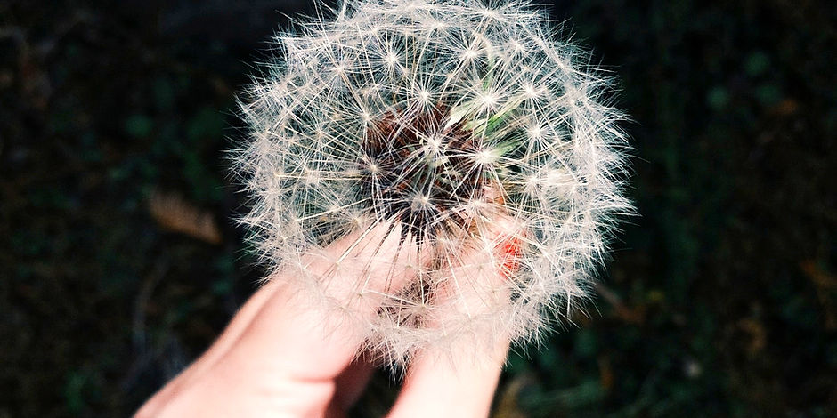 Dandelion