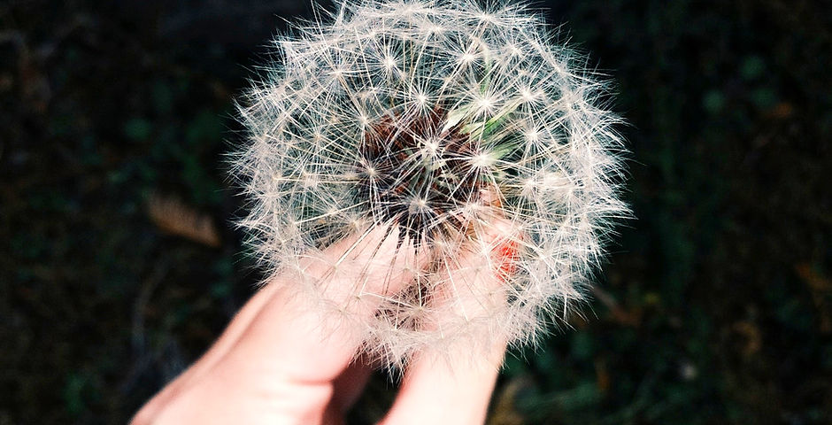 Dandelion