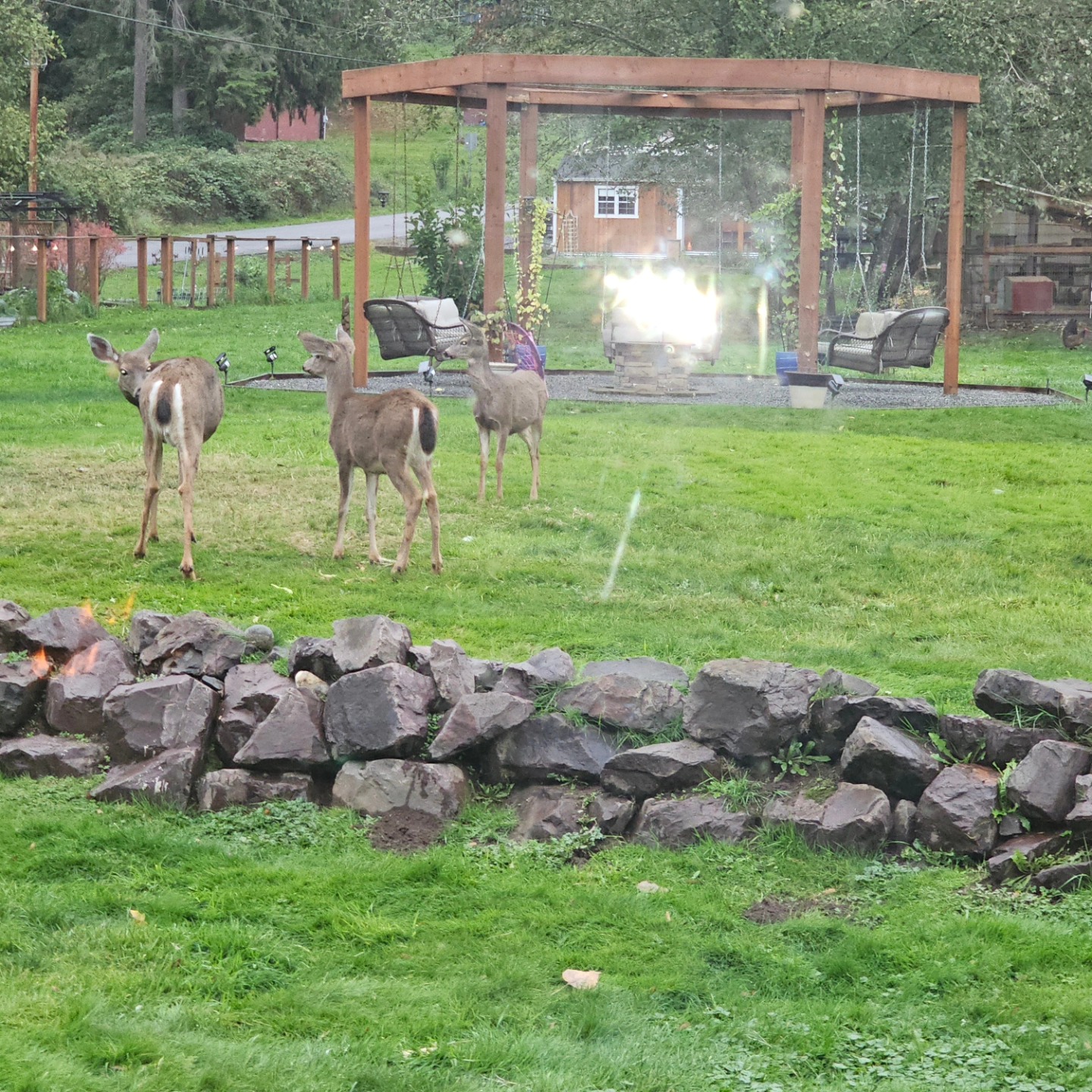 Group of deer