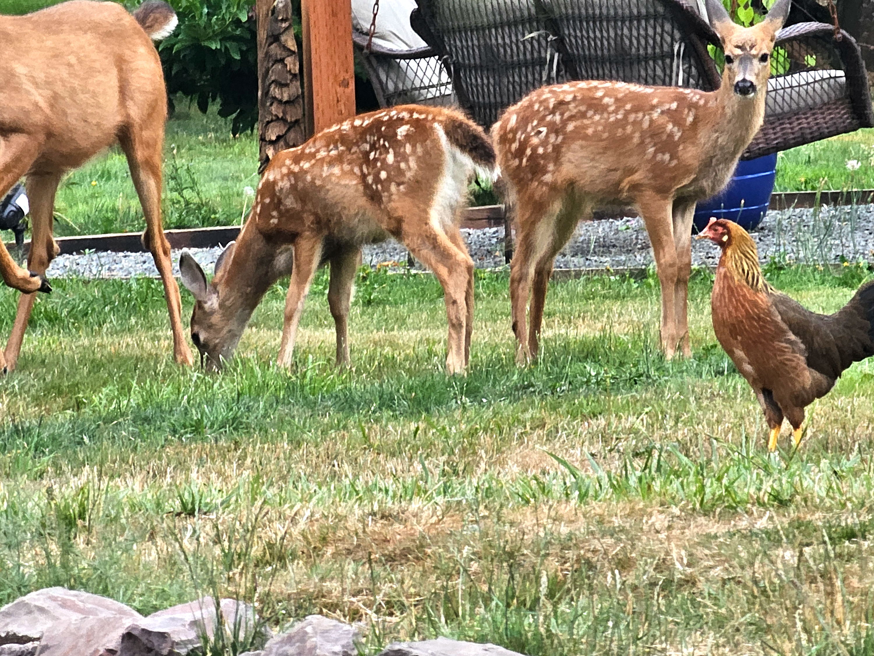 Deer looking