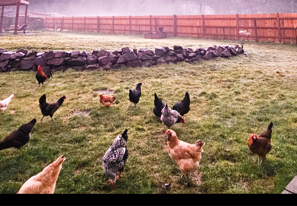 Chickens in the morning mist