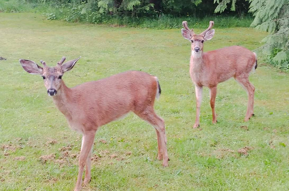 The Natives are Hungry