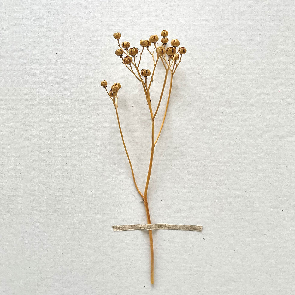 Thumbnail: Tige de rue officinale séchée