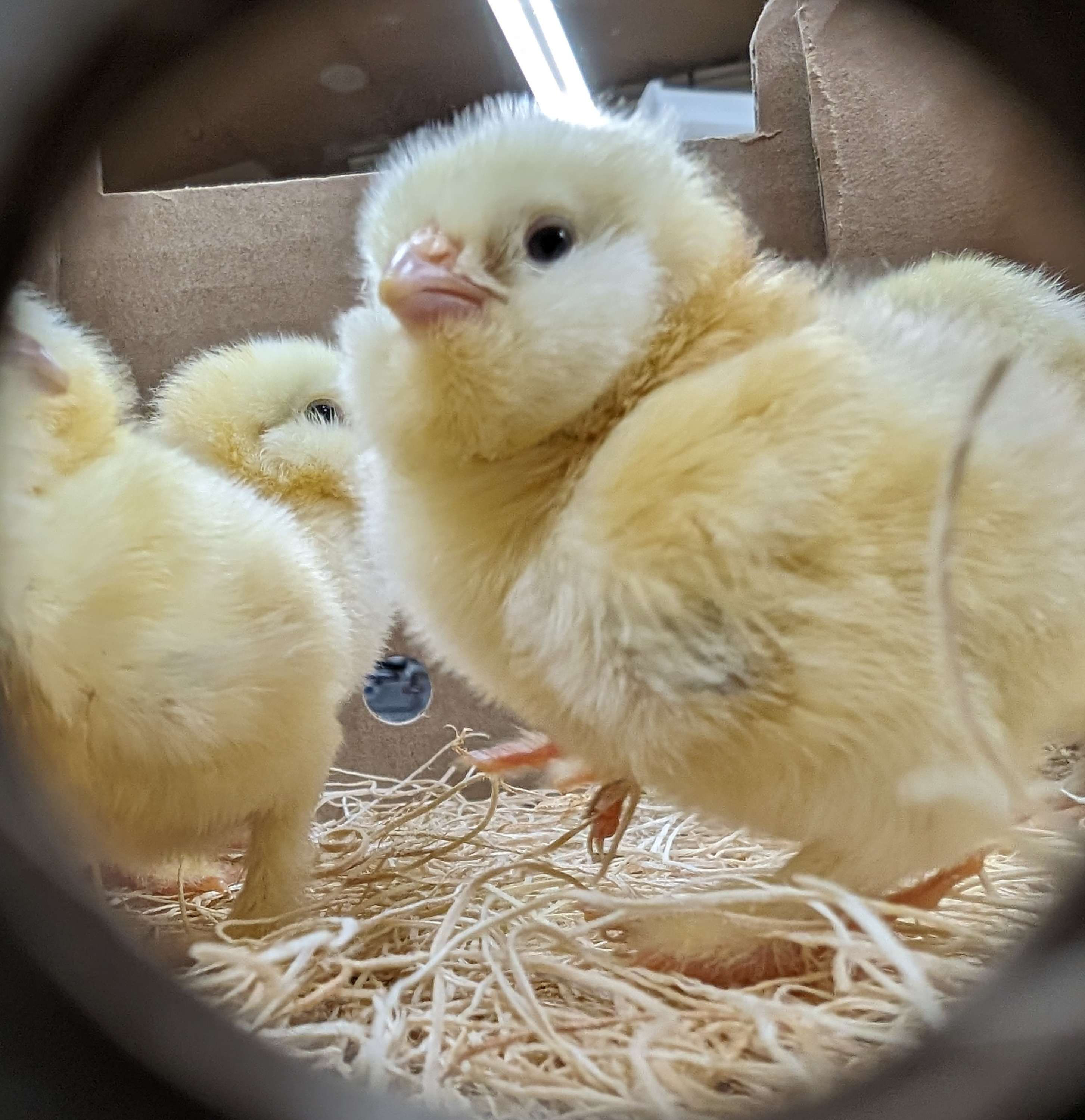 Salmon Faverolles - Chicks