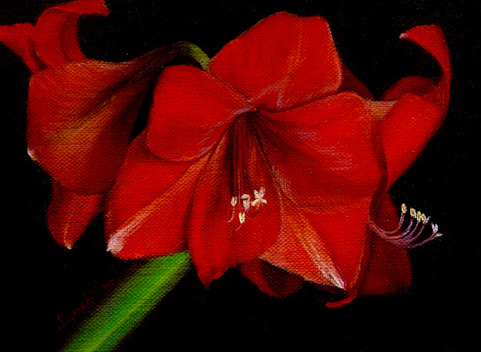 Red Amaryllis