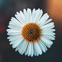A daisy shown with the resolution of 72 dpi.