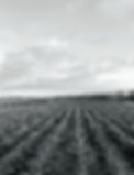 Vignes du domaine RAMIA Ã Vias.