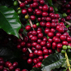 Exportações do agronegócio mineiro atingem valor recorde de US$ 10,5 bilhões