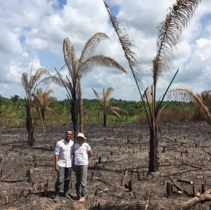 Na Amazônia Oriental as florestas desmatadas demoram mais para se regenerar
