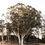 Thumbnail: White Gum Tree Fine Art Print Australian