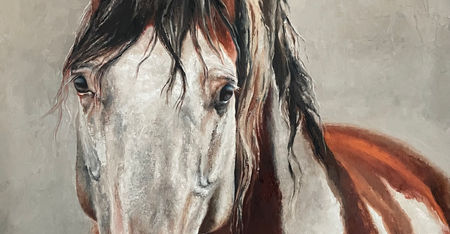 Stud Horse