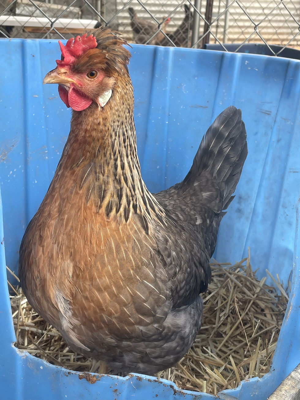 Thumbnail: Cream Legbar Hatching Eggs