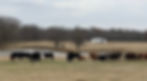 Our Cattle at the House_edited.jpg