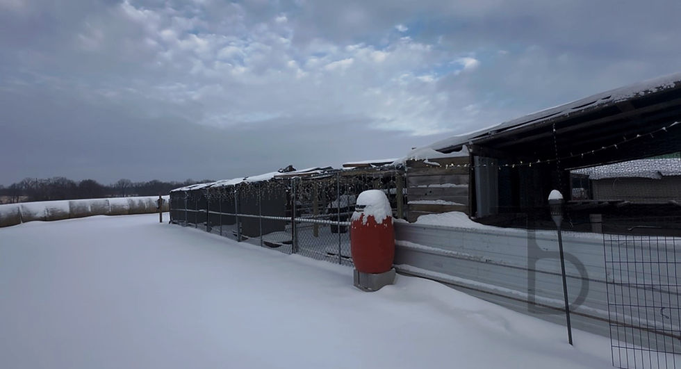Winter snow blanketing chicken pens, preparations make all the difference. 