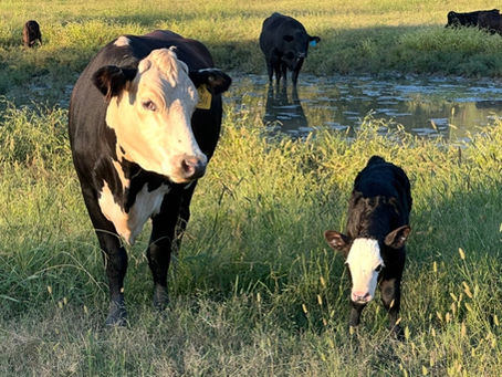 Cow and calf in morning light at The Harvest at Cross B on-farm beef store in Oklahoma.