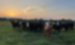 Replacement Heifers on Pasture