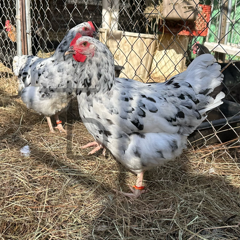 Thumbnail: Erminettes Hatching Eggs