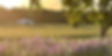 OurFarmBackground_edited_edited.jpg
