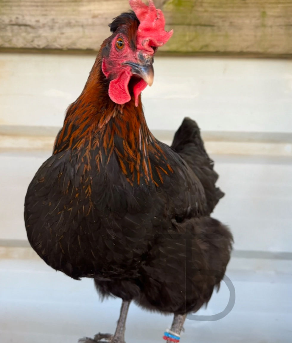 Thumbnail: Olive Egger Hatching Eggs