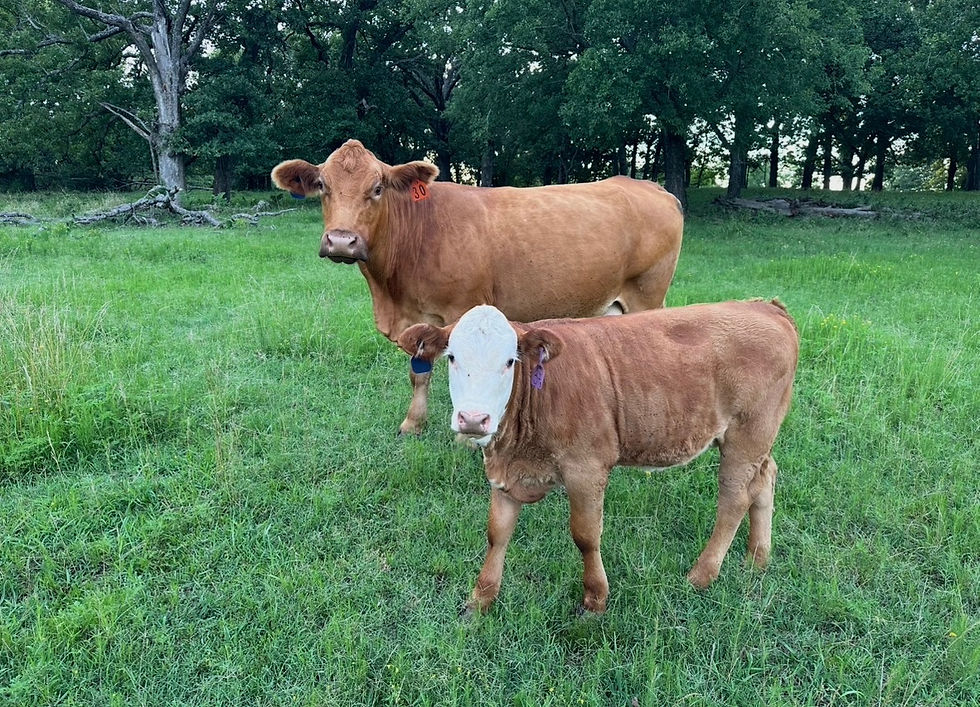 Samma with Jean cattle