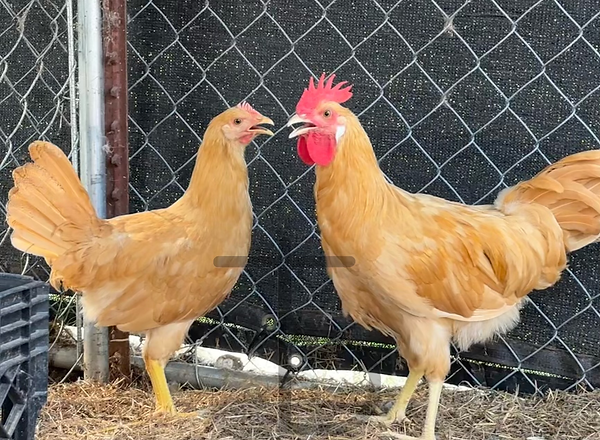 Buff Leghorn 1