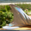Thumbnail: Mono-fin