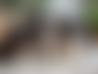 Tri-Color Cavalier Puppy This Christmas: Three Adorable Companions Await!!!