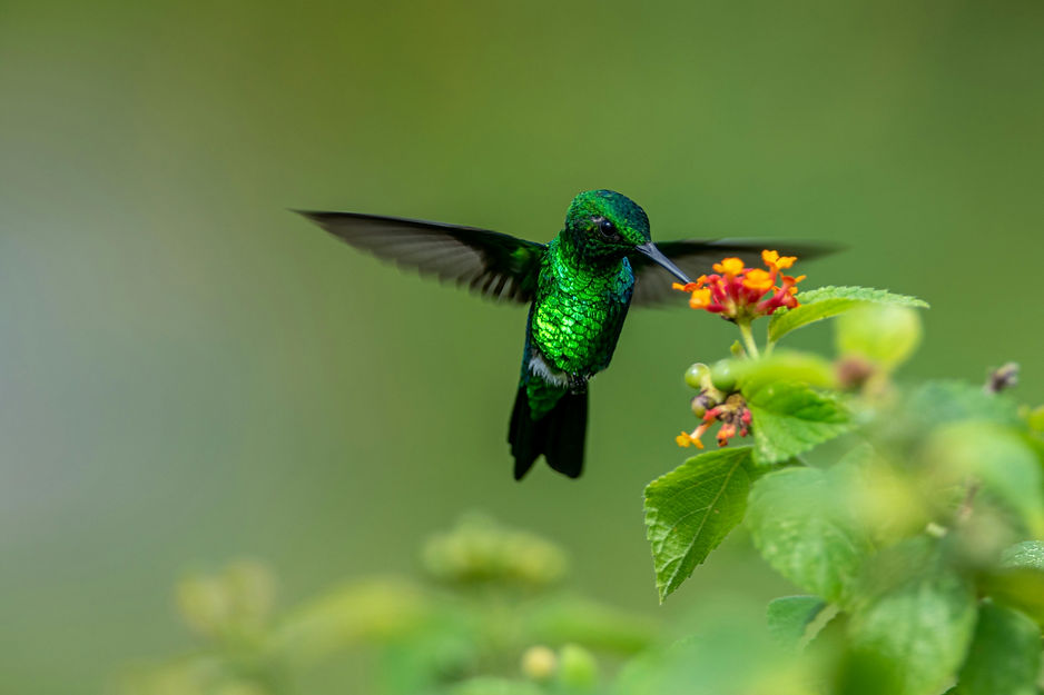 colibri relation à soi 1.jpg