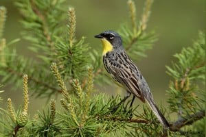 Kirtland Warbler Photo by Roger Eriksson