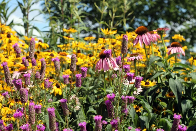 Courtesy of Courtney Celley/USFWS Native pollinator garden at Horicon National Wildlife Refuge