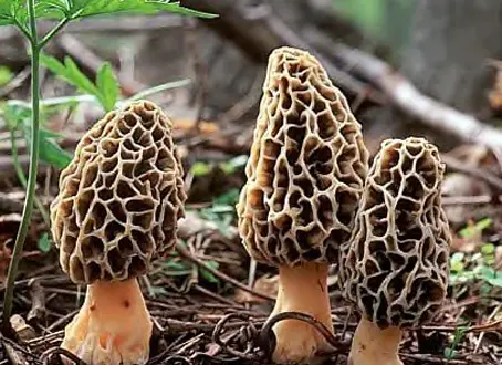 Morel Mushroom Hunting in Northern Michigan: Spring’s Best Treasure Hunt