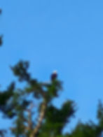 Majestic Bald Eagle
