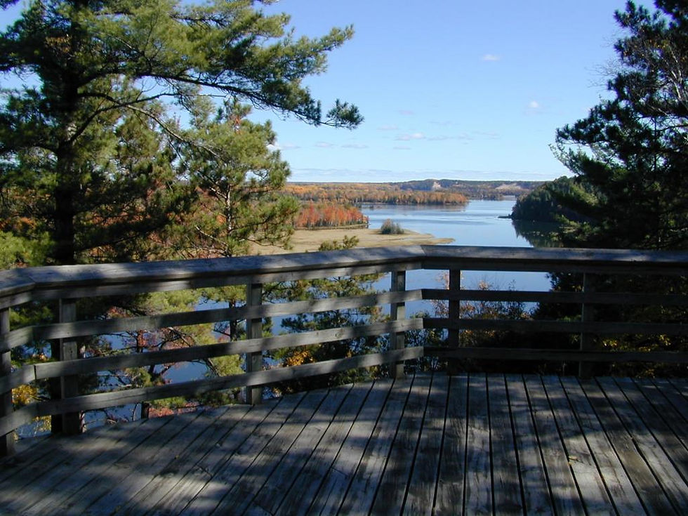 Eye-level view of a forest trail winding through tall pine trees