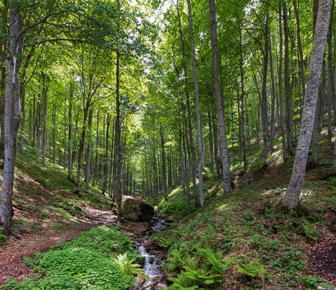 Forest near Florina.jpg
