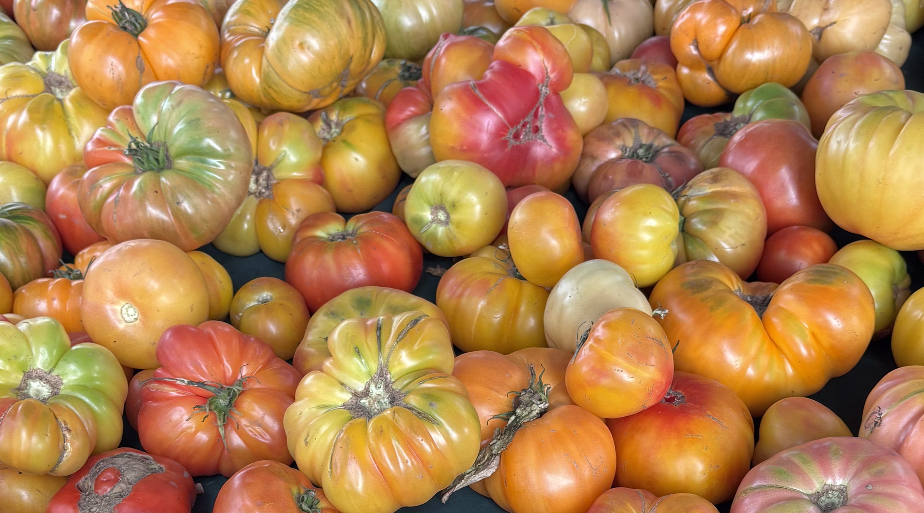 Tomatoes at the farmers market. Copyright 2026 Tara Leweling.