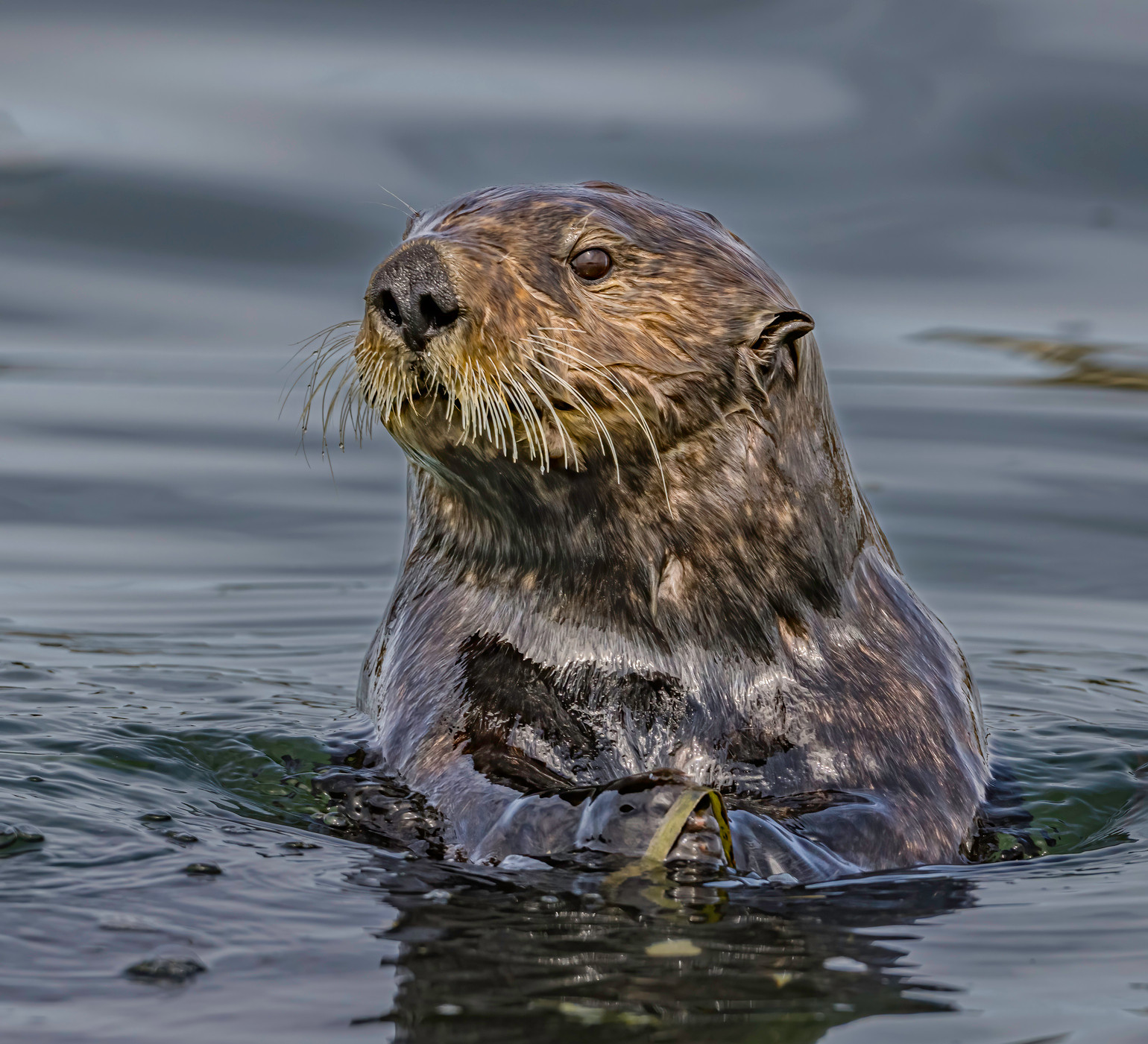 Otter in Monterey Bay