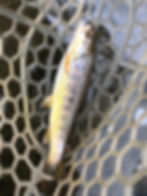 a Spring Creek brown