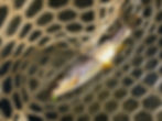 Brown trout in a fishing net with a green lure