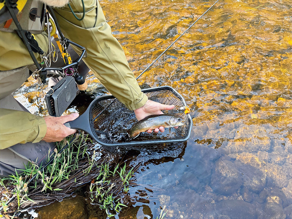 brook trout on the Salmon river in Colchester, CT