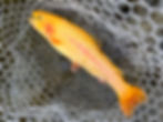 fishing for golden trout at Smoke Hole Bridge