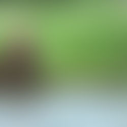 Brooks River fishing in Katmai National Forest, Alaska