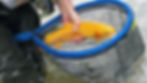 fishing for golden trout in West Virginia